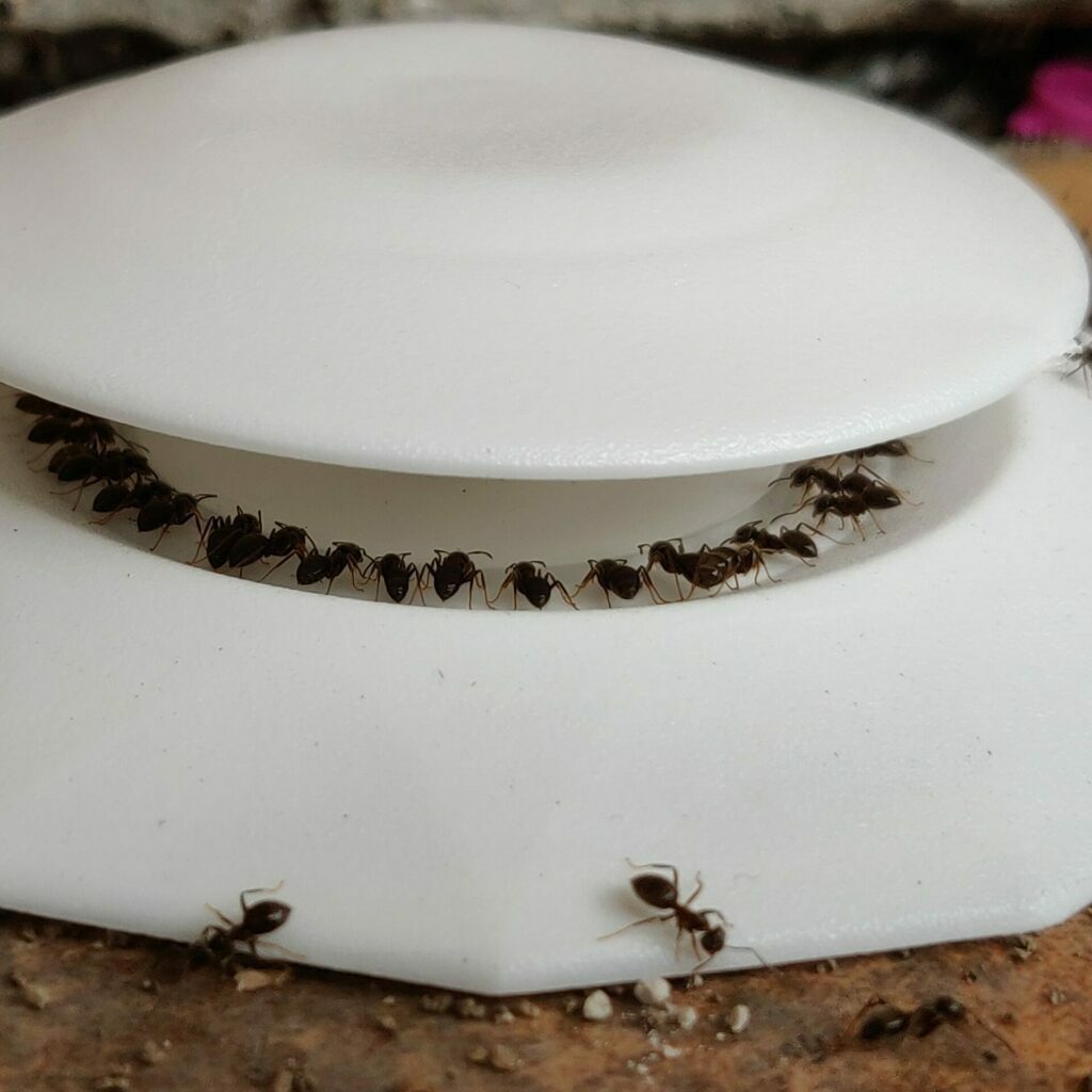 Ant bait station placed to control and eliminate ant infestations