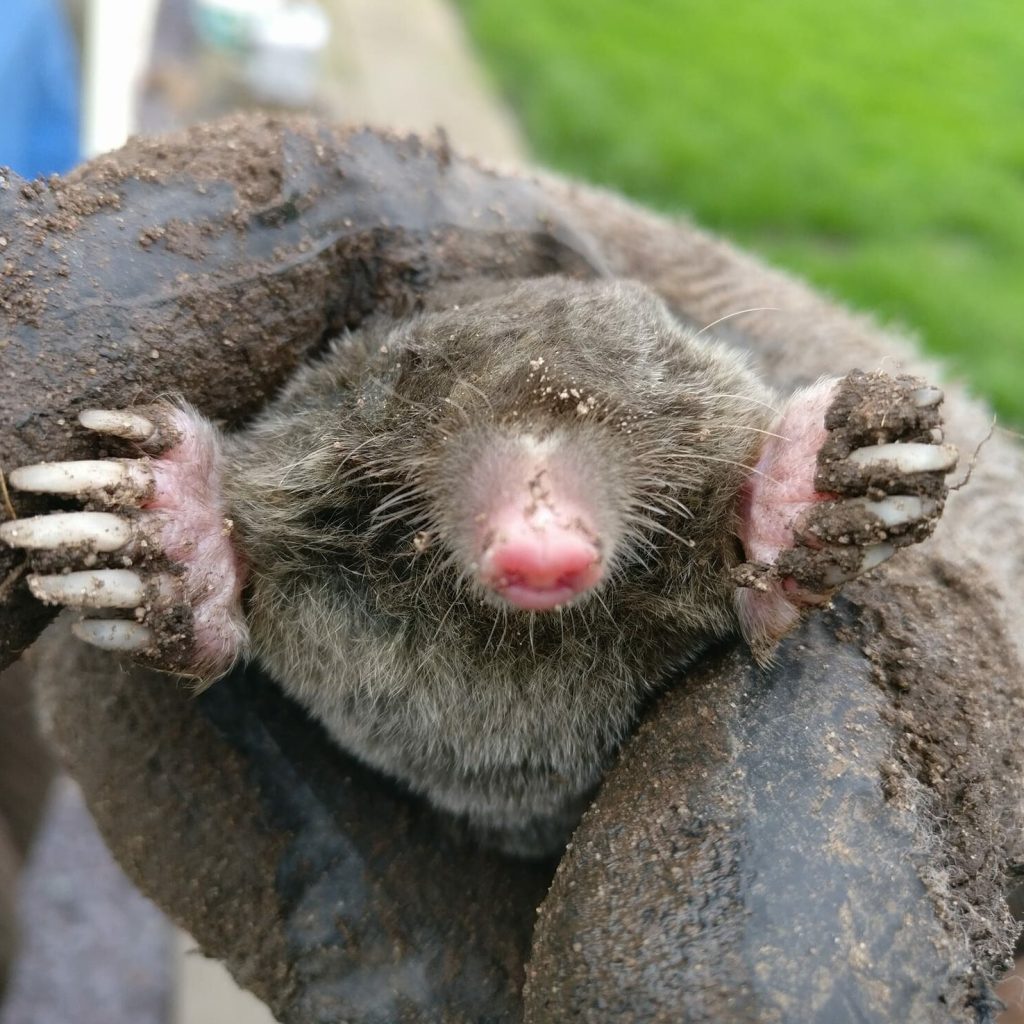 Mole being held in a gloved hand