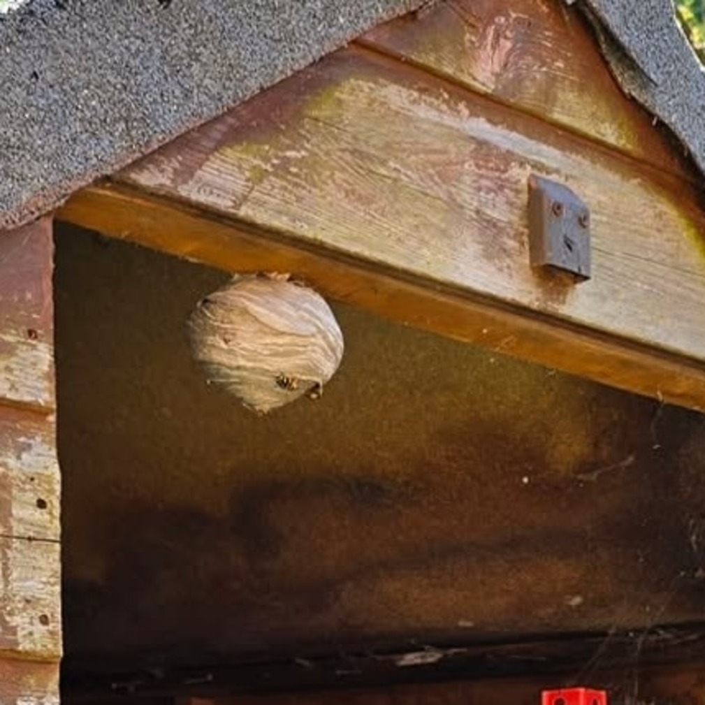 Wasp nest on a shed
