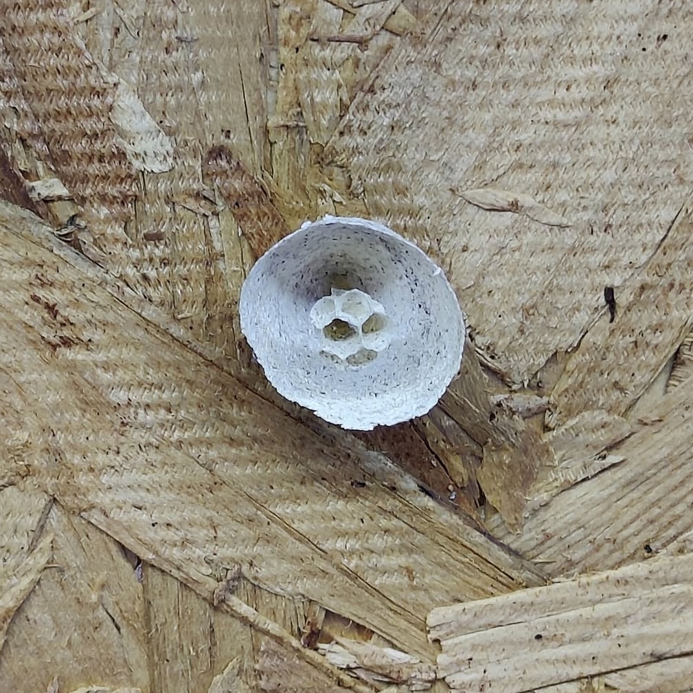 Tiny wasp nest