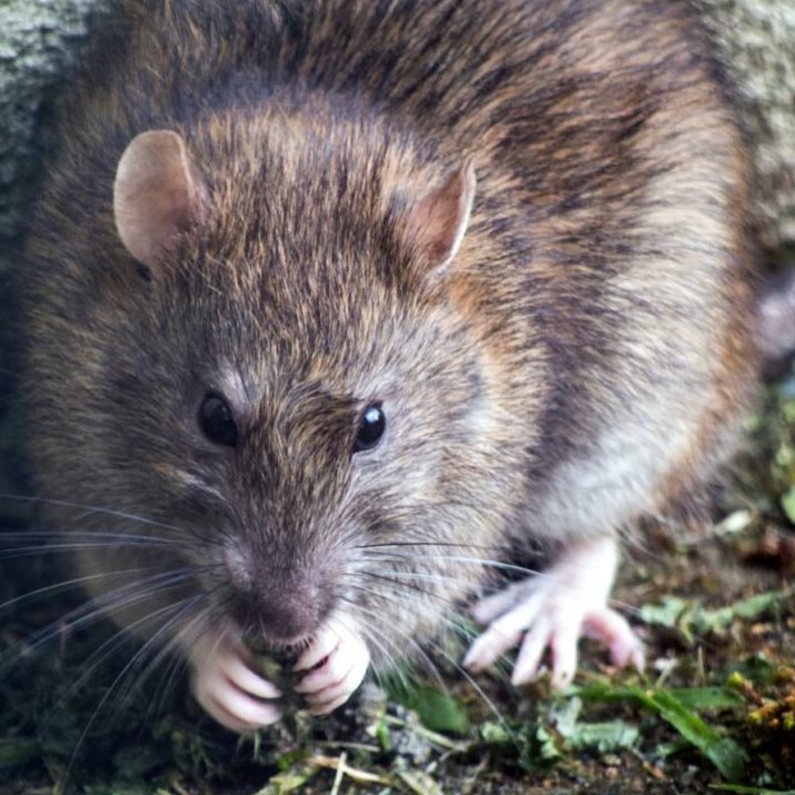 Brown rat sat by a river