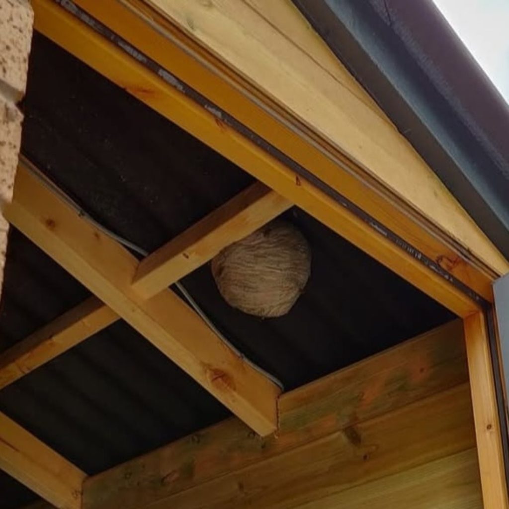 A wasp nest inside a shed