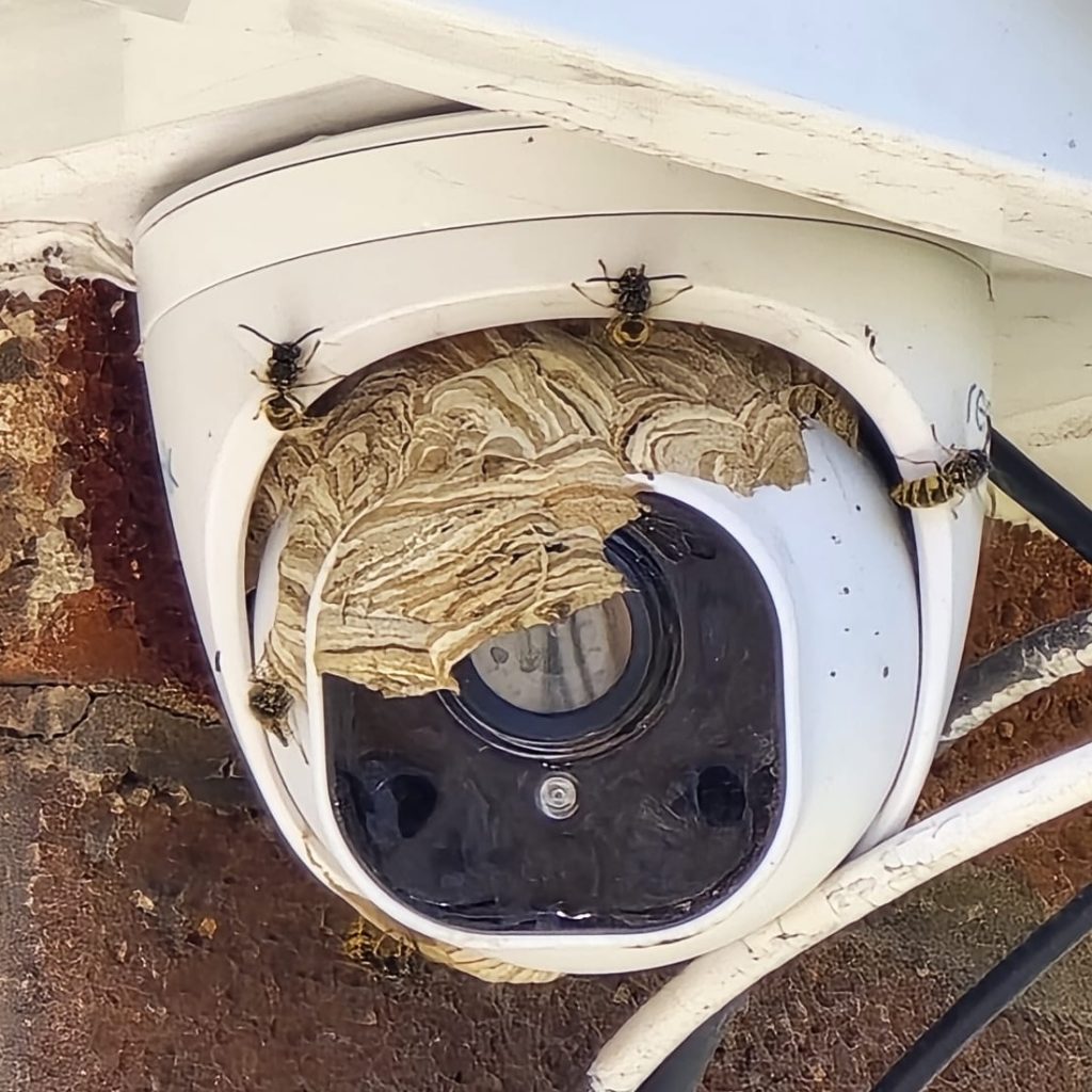 a wasp nest built into a security camera, with wasps crawling over it.