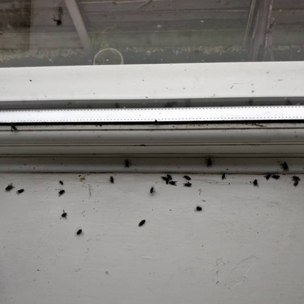 Cluster flies on a windowsill