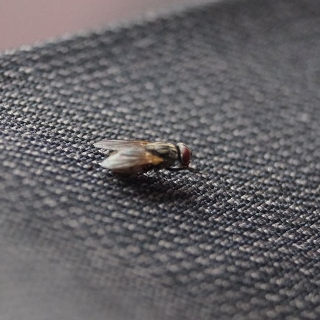Common housefly on black cloth