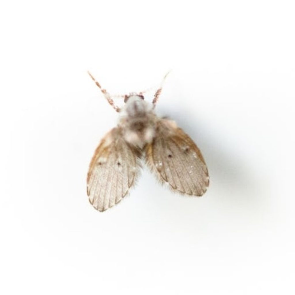 Drain fly on a white background