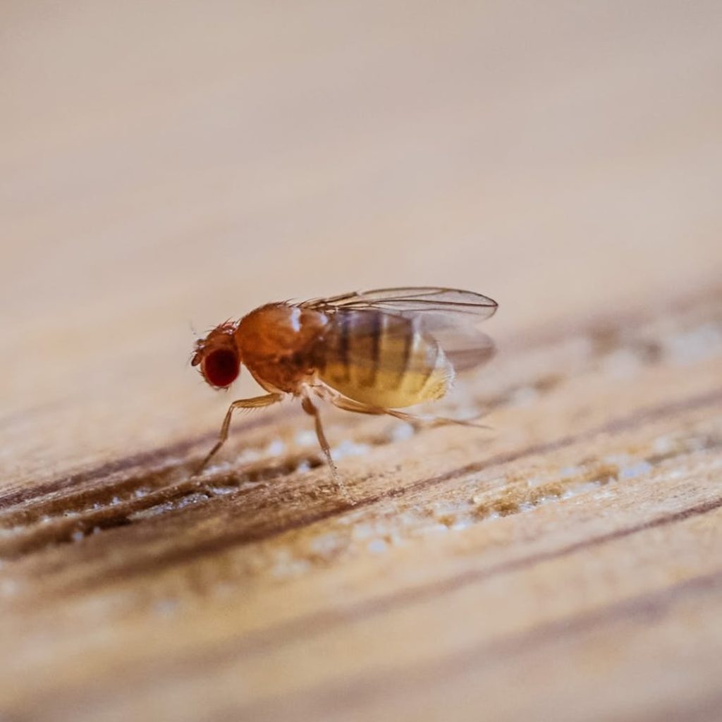 Fruit fly on wood