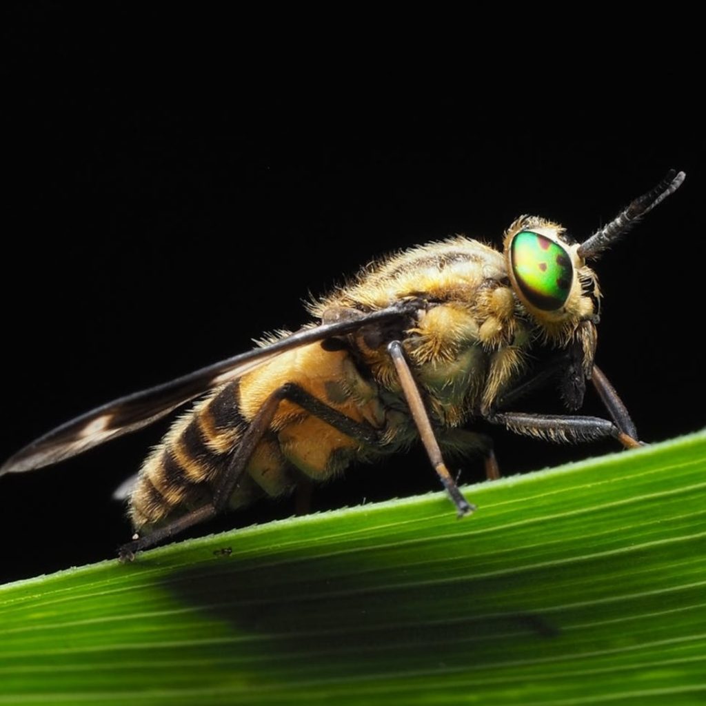 A horsefly perched on a leaf