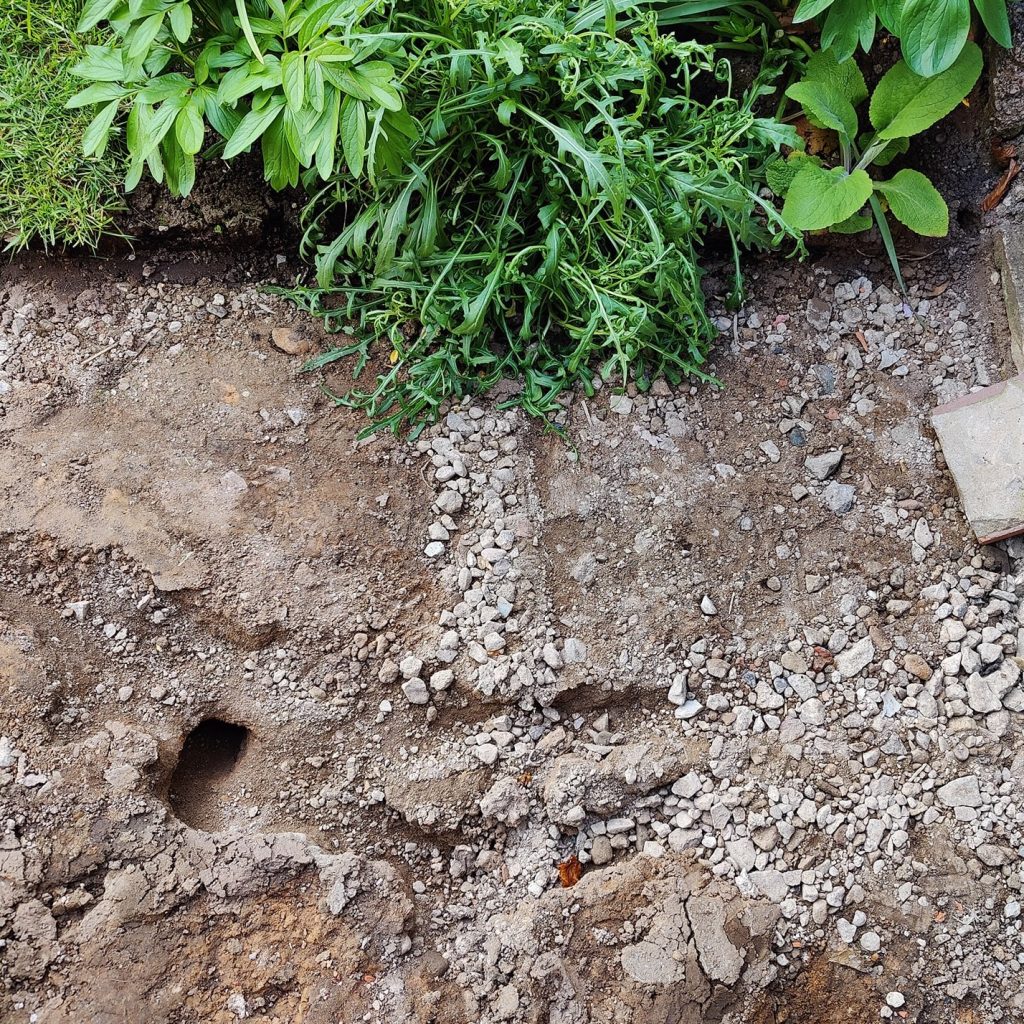 Rat hole in a garden