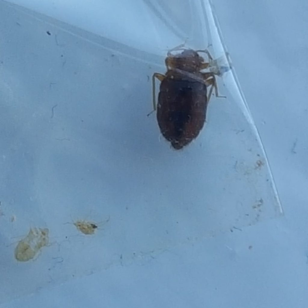 An adult bed bug (top right) and bed bug nymphs (bottom left) in a plastic bag