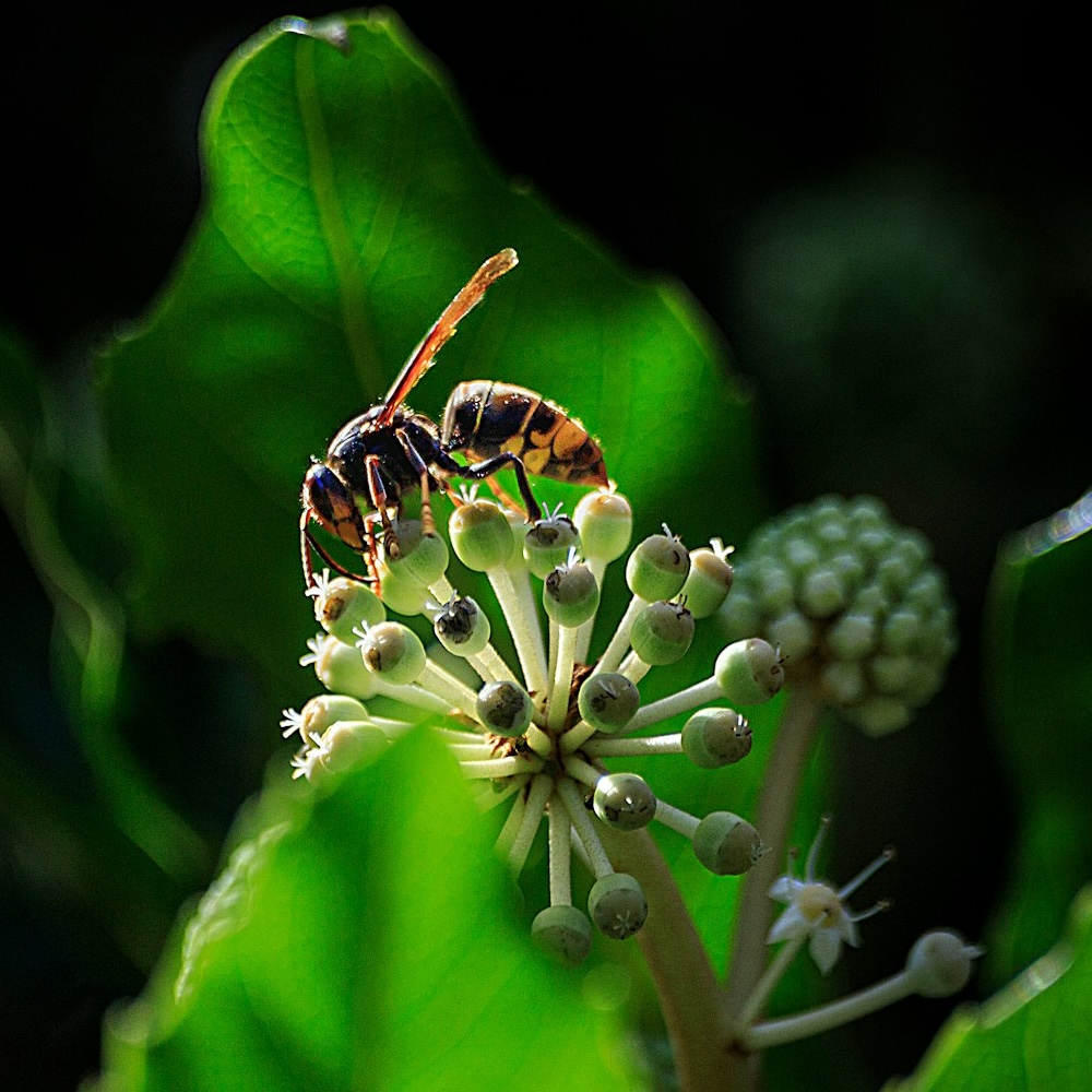 Asian hornet on a plant