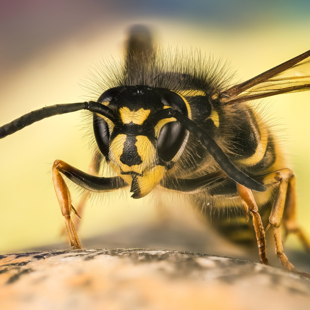 Image of a common wasp