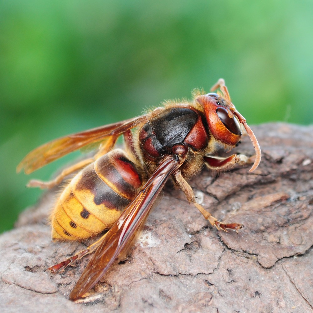 European Hornet