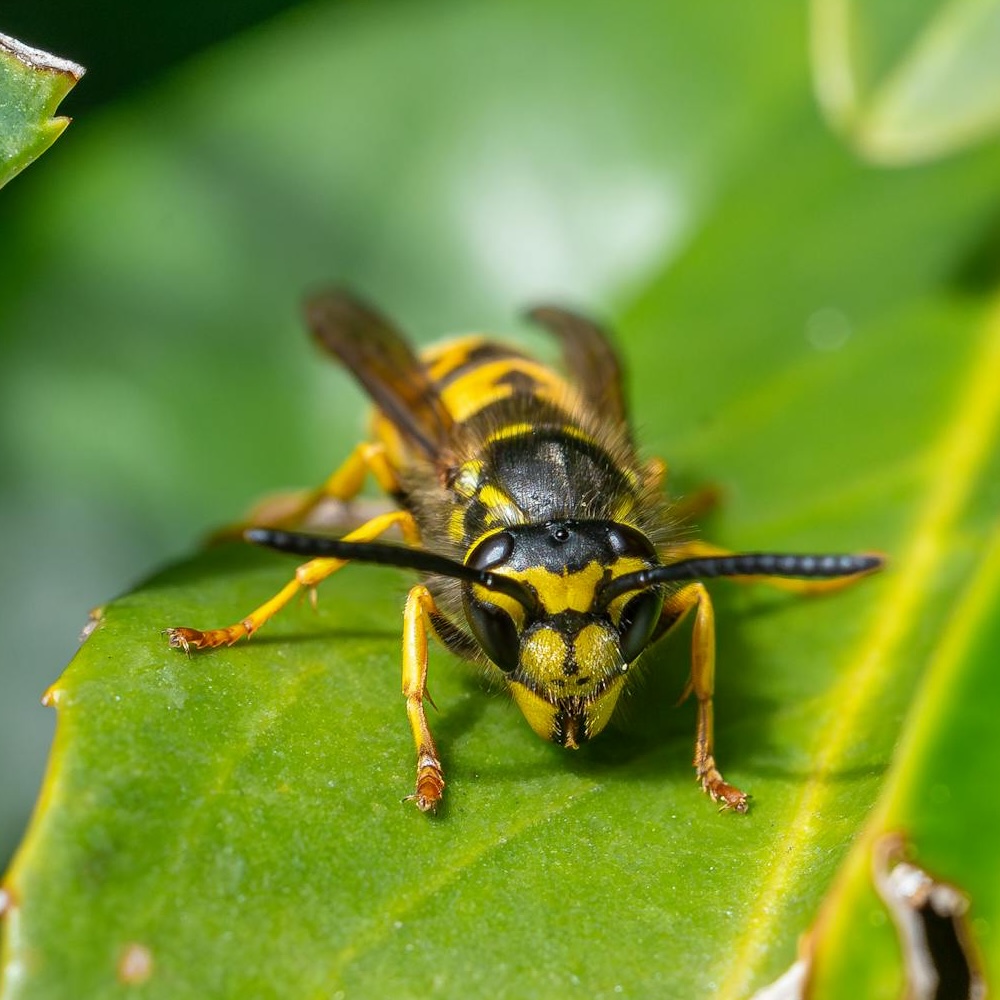 Close-up of a German wasp